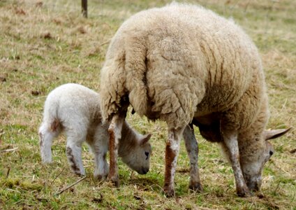 Lamb browser nature
