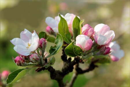 Blossom bloom apple blossom photo