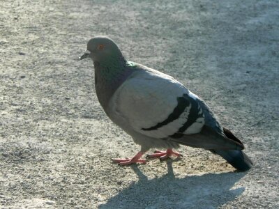 City dove 