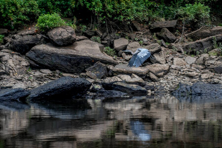 Great blue heron flying over the Cumberland River Tailwater photo