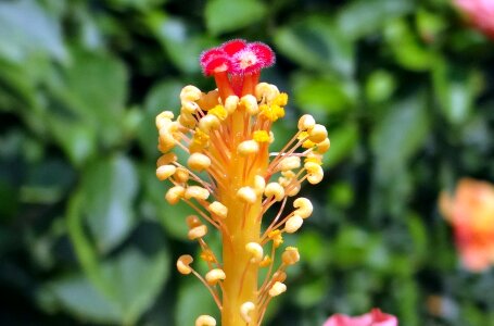 Filament close-up dharwad photo