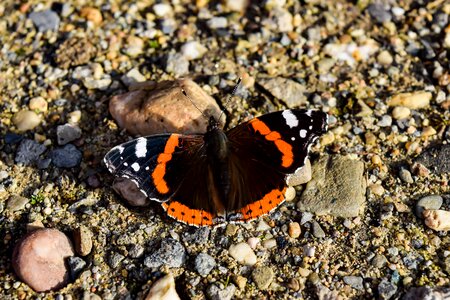 Flutter flying insect