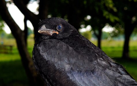 Raven bird black corvus photo
