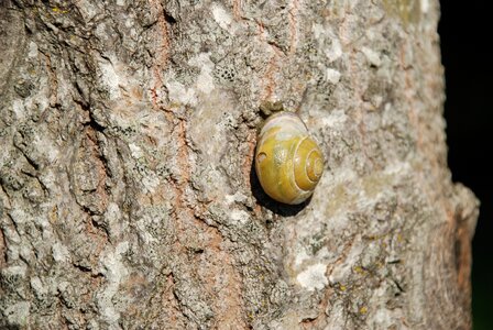 Spiral invertebrate gastropod photo