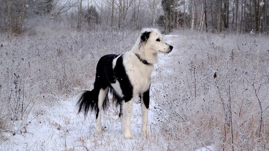 Snow winter pet