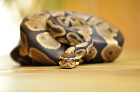 Ball python scale constrictor