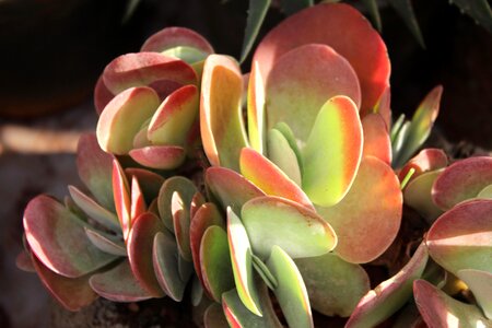 Color colorful detail