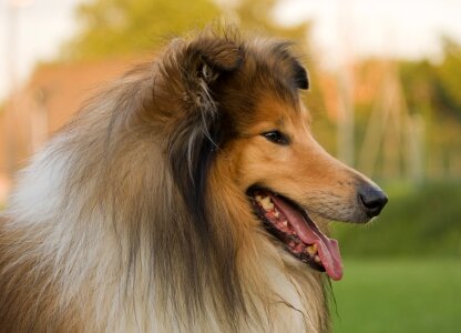 Lassie animal pet photo