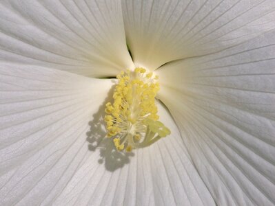 Tropical floral summer