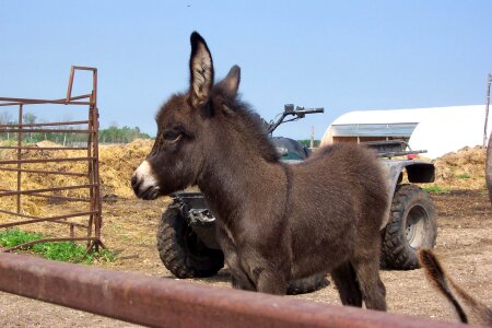 Cute mule farm photo