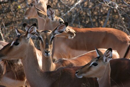 Impala south africa kruger national park