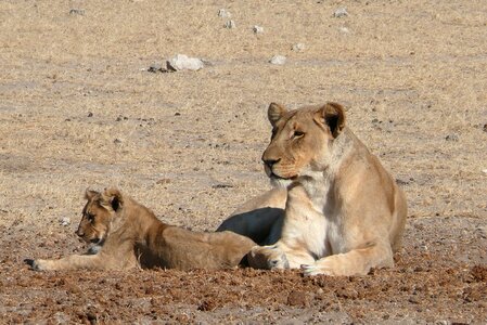 Lion africa sleepy lion photo