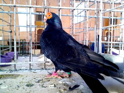 Black dove 