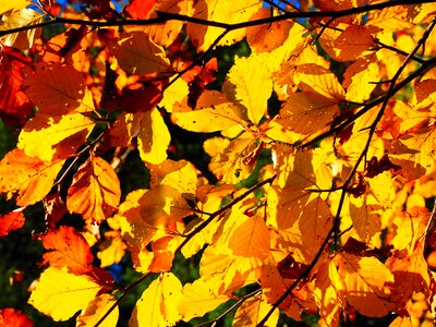 Fall color colorful beech leaves photo