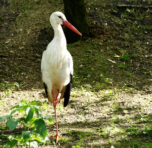 Large beak white stork animal portrait