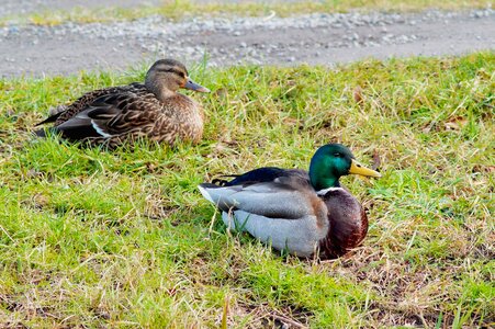 Togetherness wild bird plumage photo