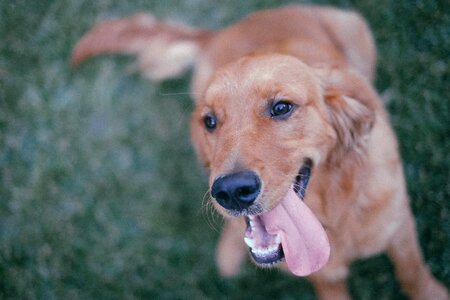 Golden Retriever Dog Happy photo