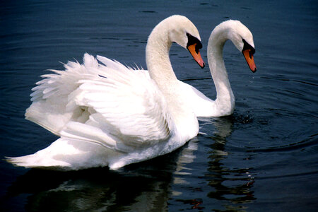 Mute Swans