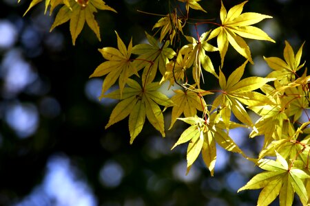 Autumn wood yellow maple leaf