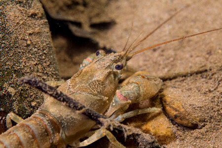 Allegheny Crayfish-2 photo