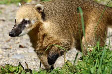 Predator mammal south american coati