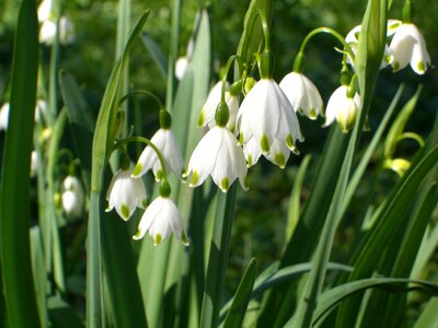 Nature spring white photo