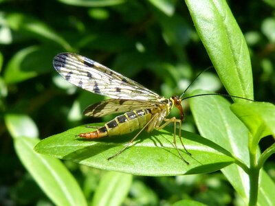 Animal arthropod beautiful image photo