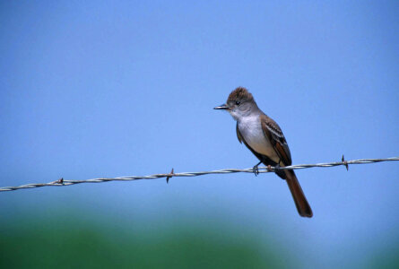 Ash-throated flycatcher-3 photo