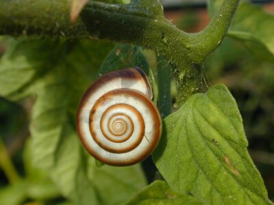Snail shell mollusk spiral photo