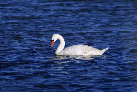 Bird mute swan water
