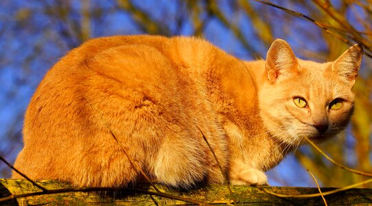Animal canine cat