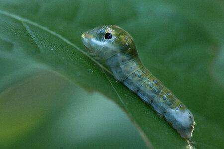 Spicebush Swallowtail larvae-1 photo