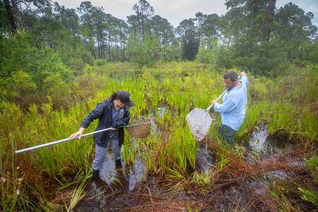 Biologists net a Panama City crayfish-2