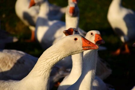 Animal aquatic bird avian photo