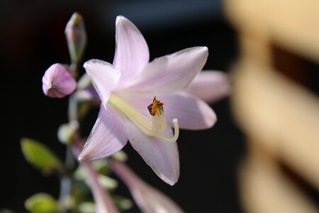Blossom bloom pink