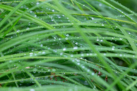 Wet Grass Droplets photo