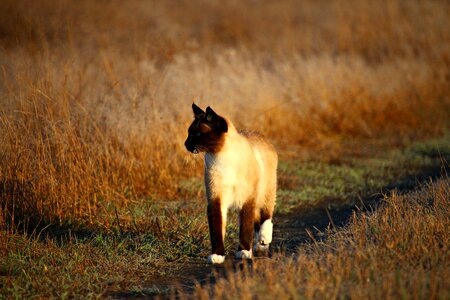 Animal cat claw photo