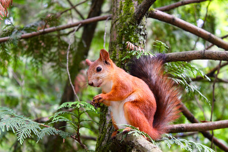 Red Squirrel sitting in Tree