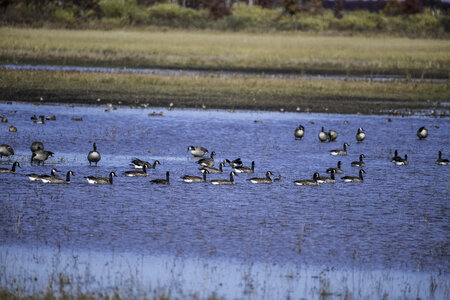 Geese swimming in a pond photo