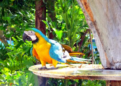 Tropical wild color photo