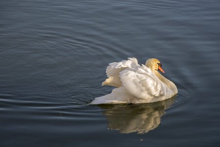 Animal animals aquatic bird photo