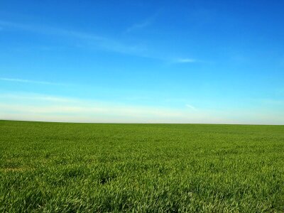 Blue meadow spring