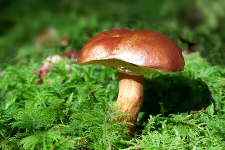 Boletus badius blue mushroom brown cap photo