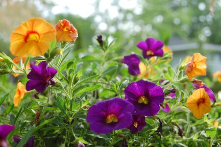 Floral nature colorful