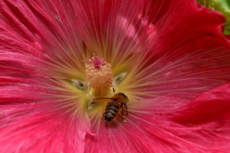 Bee honeybee insect photo