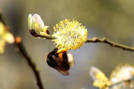Animal arthropod beautiful flowers