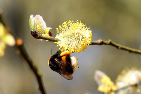 Animal arthropod beautiful flowers photo