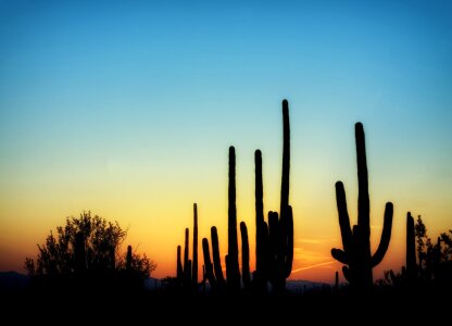 Saguaro sunset sky photo