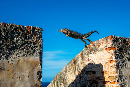 Iguana leaping from building to building in San Juan, Puerto Rico photo