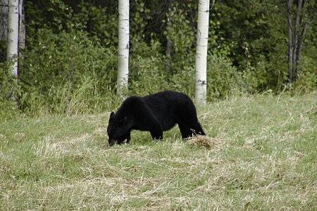 Bear black animal photo